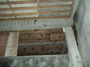 Tanpa suara, hanya mengandalkan Aroma H3N1, dalam wkt 45 hari populasi meningkat pesat